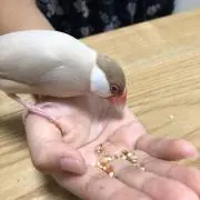 だんぱの画像