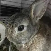 P☆chanの画像