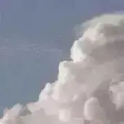 ペンギンの画像
