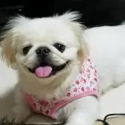 チーたん