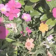 るるるんの画像