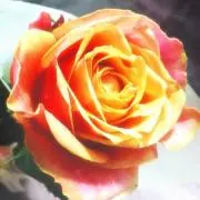 Yの画像