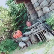 葵
