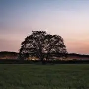 Soraの画像