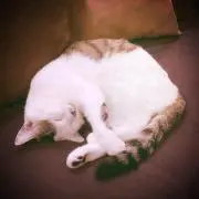 まつんの画像