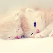 ねころん