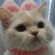 しろねこの画像