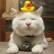 しろねこ（プロフご確認お願いいたします）の画像