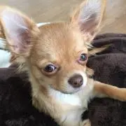 みっこ