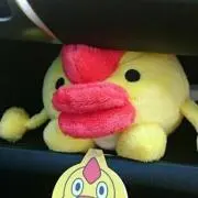 きょんの画像