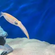 ぼんちゃんの画像