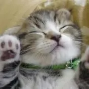 ちせ