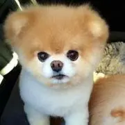 Peacefloweryuka