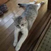 きょきょの画像