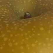_の画像