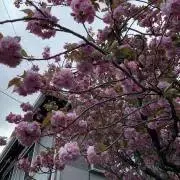 rebeccaの画像