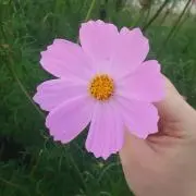 すぬこの画像