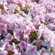 とらこの画像