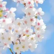 Reo☆の画像