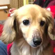 あられの画像