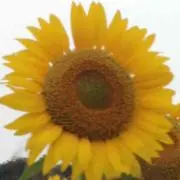 めい