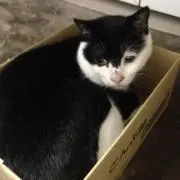まえだ