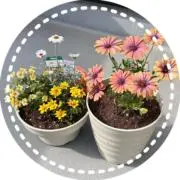 きゅぴちの画像