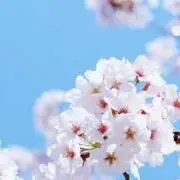 azukiの画像