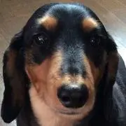 しまゆう