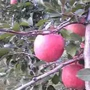 こなの画像