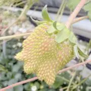 チロルの画像