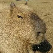 カピバラのママ