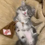 おふぃしゃるの画像