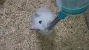 お月見の画像
