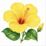 シンセラティの画像