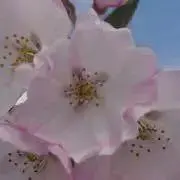 ヒマワリ プロフ必須の画像