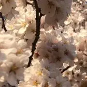 あいちゃんの画像