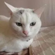 mamechoco