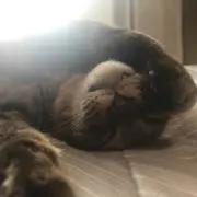 ss