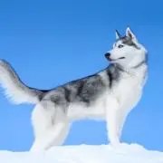 やすきの画像