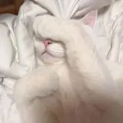 ★の画像