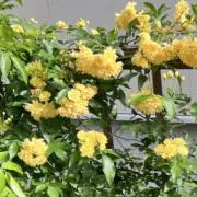Pomの画像