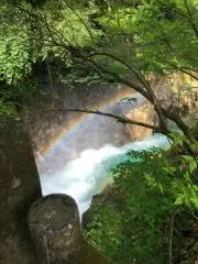 楓の画像