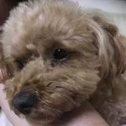 あやか