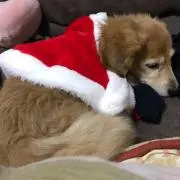 よっしーの画像