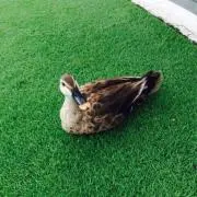 オルブライトン