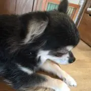 抹茶