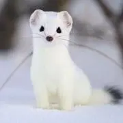 ぱるるの画像