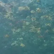 りーの画像