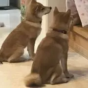 チャマ鈴の画像